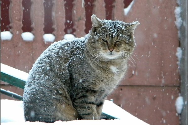 Gran gato sentado bajo la nieve