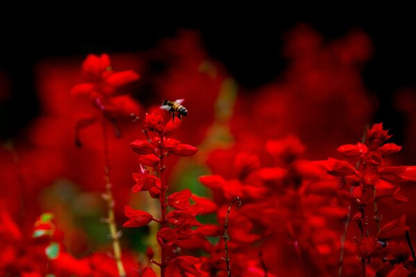 Fotografía macro abeja en colores rojos