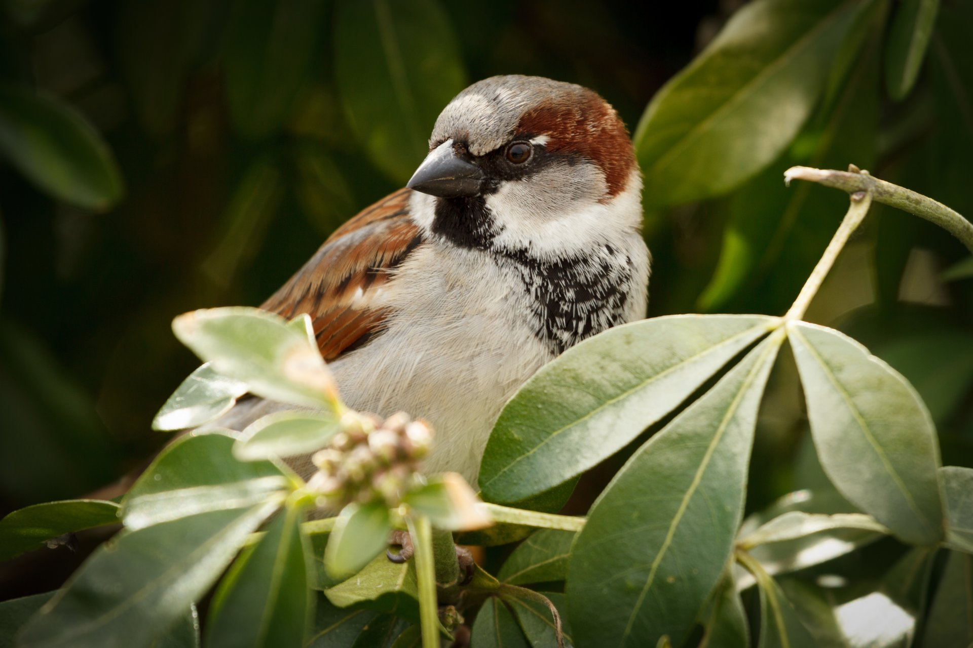 animales pájaro pájaro gorrión gorrión chica hojas hojas árbol árboles naturaleza fondo papel pintado pantalla ancha pantalla completa pantalla ancha animal hoja pantalla ancha fullscree