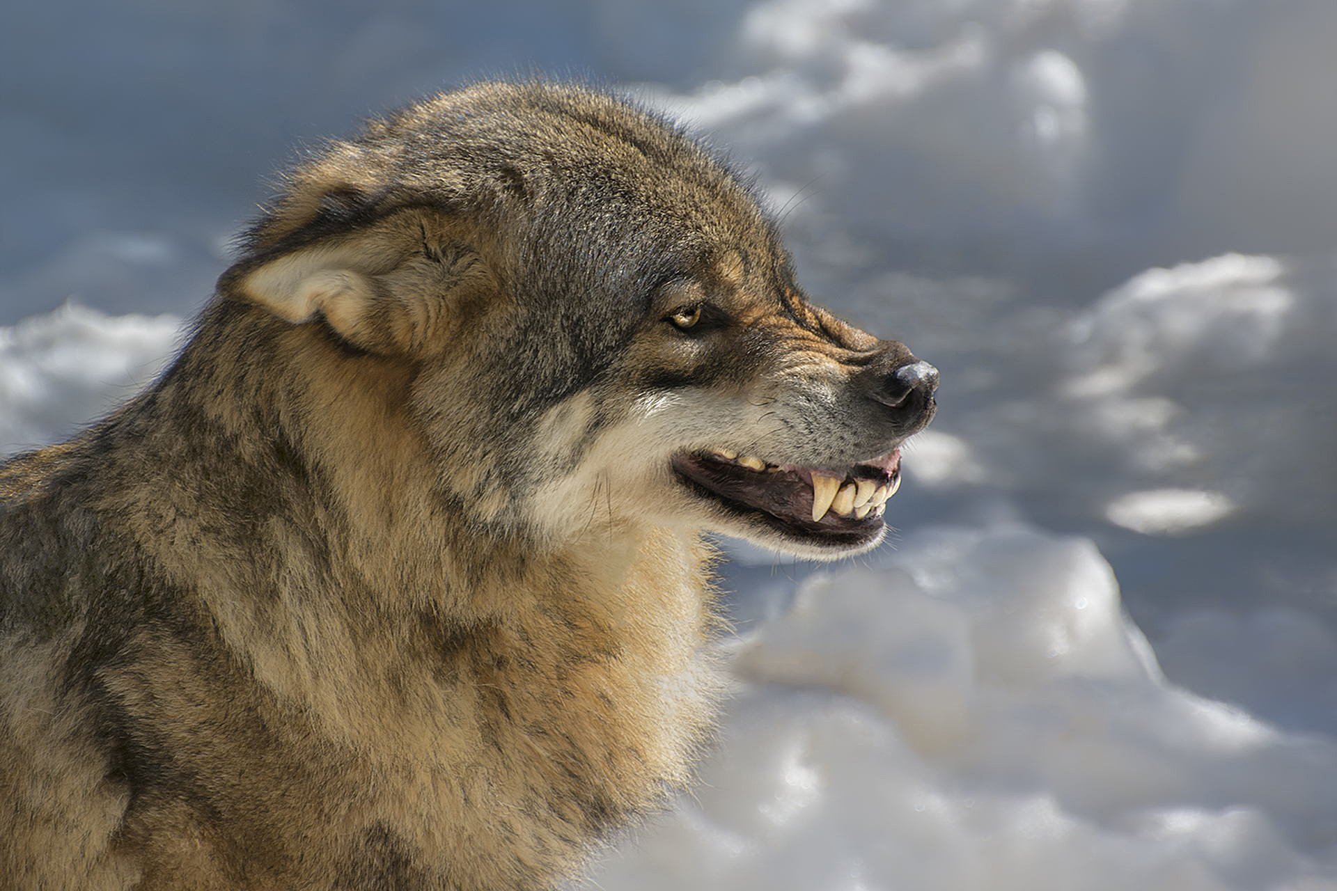 lobo bestia sonrisa
