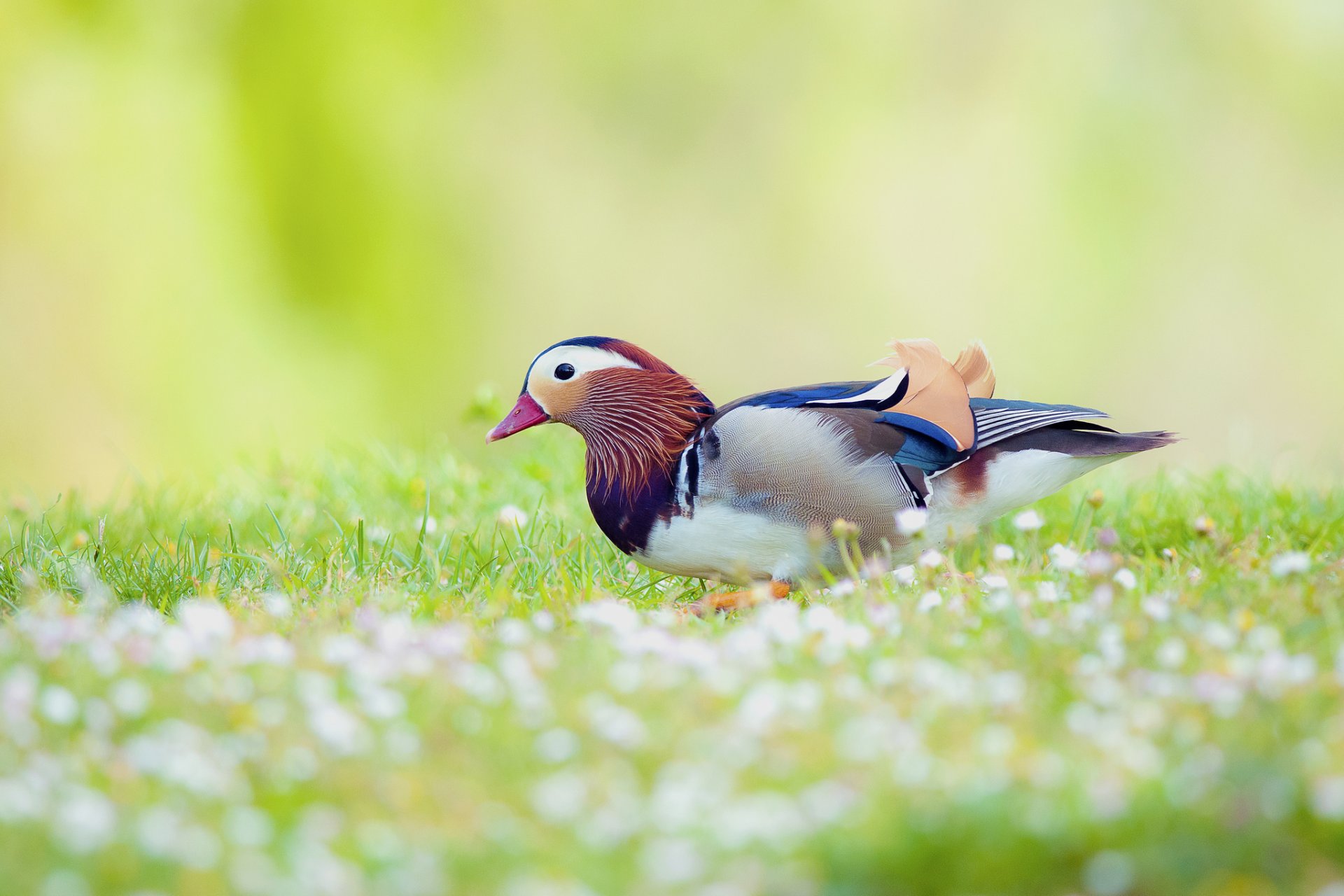 mandarín pato pájaro campo flores desenfoque