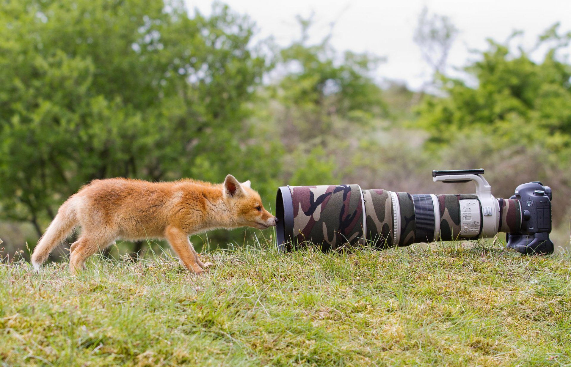 zorro animal naturaleza hierba cámara cámara lente curiosidad