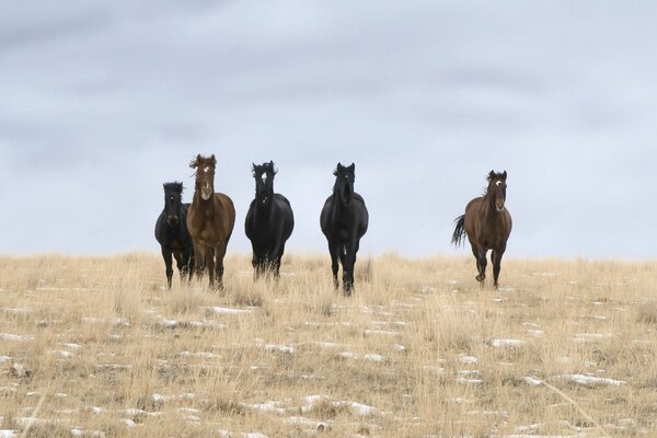 Caballos salvajes en el campo nocturno
