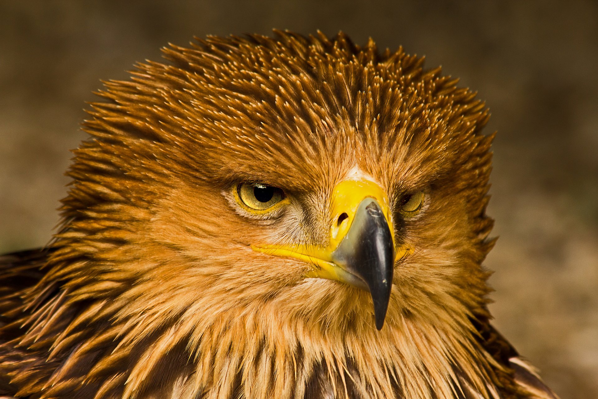 águila pájaro depredador vista retrato