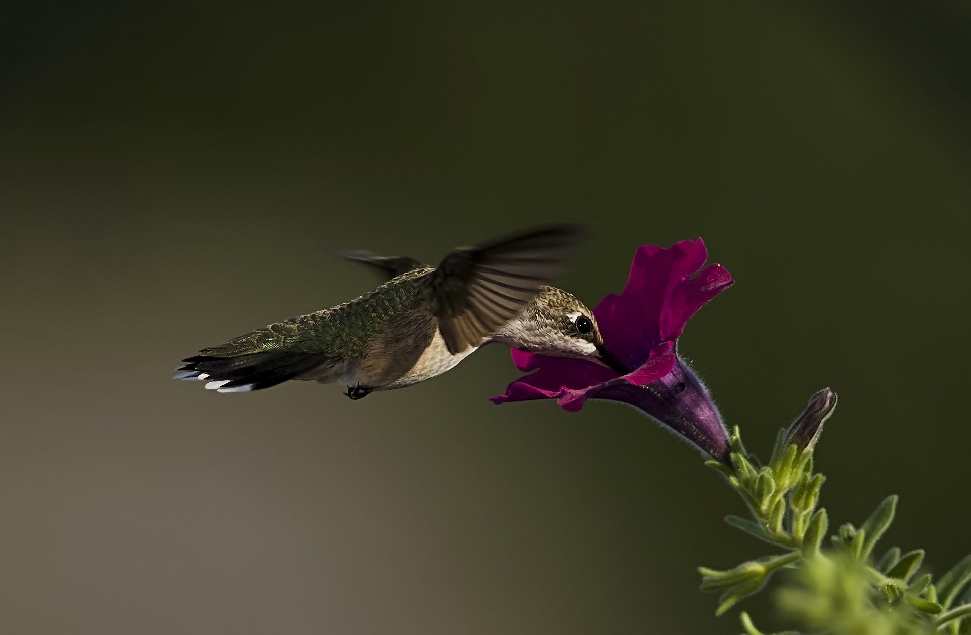 macro pájaro colibrí flor petunia