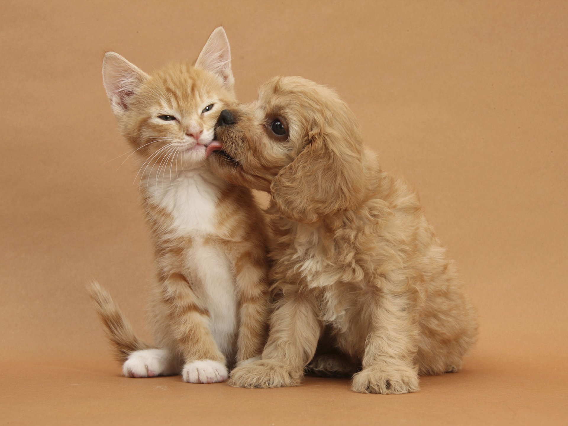 animales gatito cachorro gato perro pelirrojas fondo