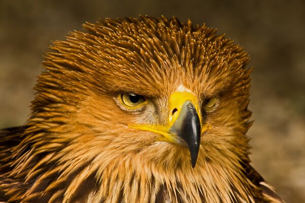 La mirada formidable del águila
