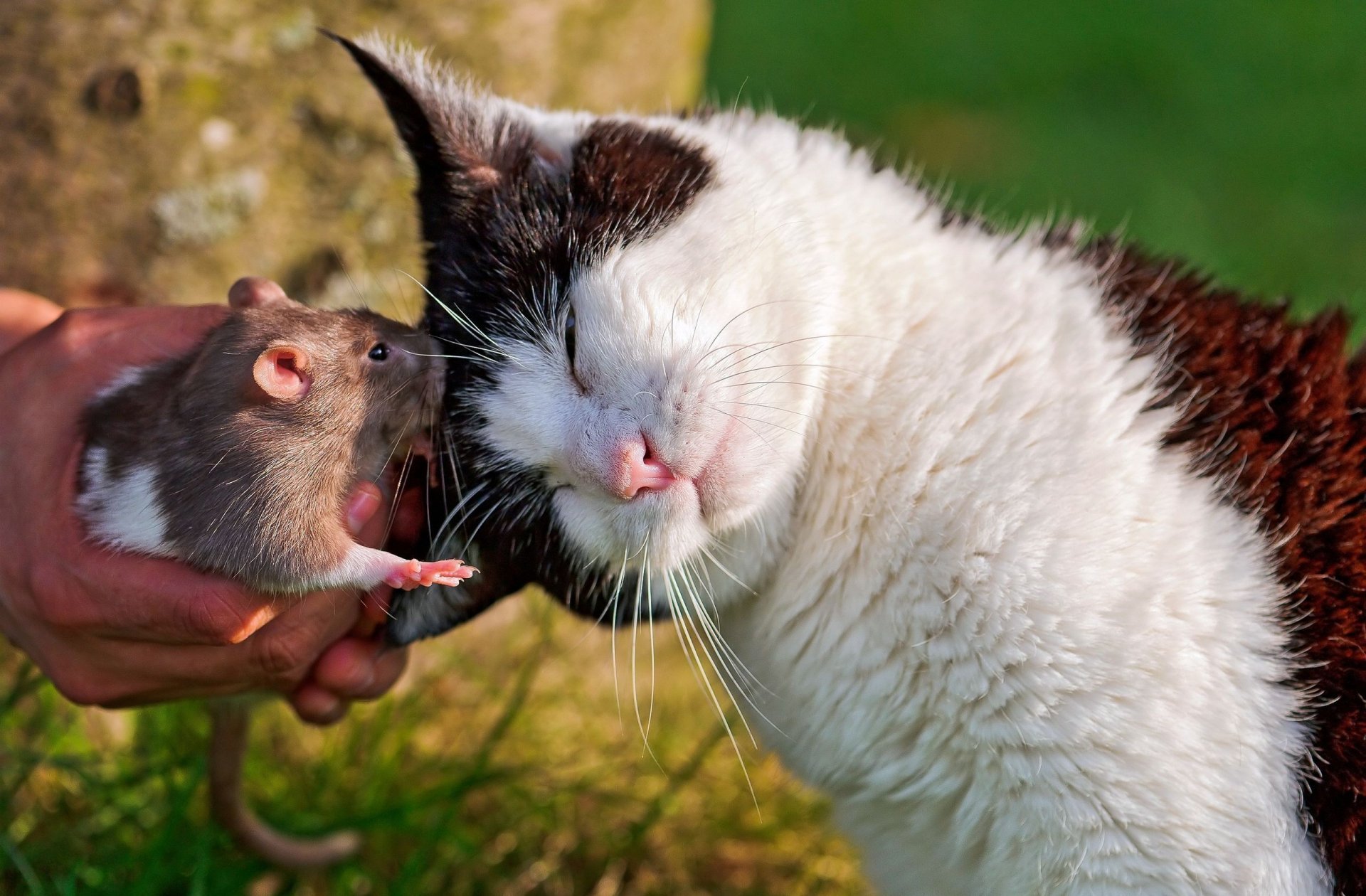 rata gato amigos