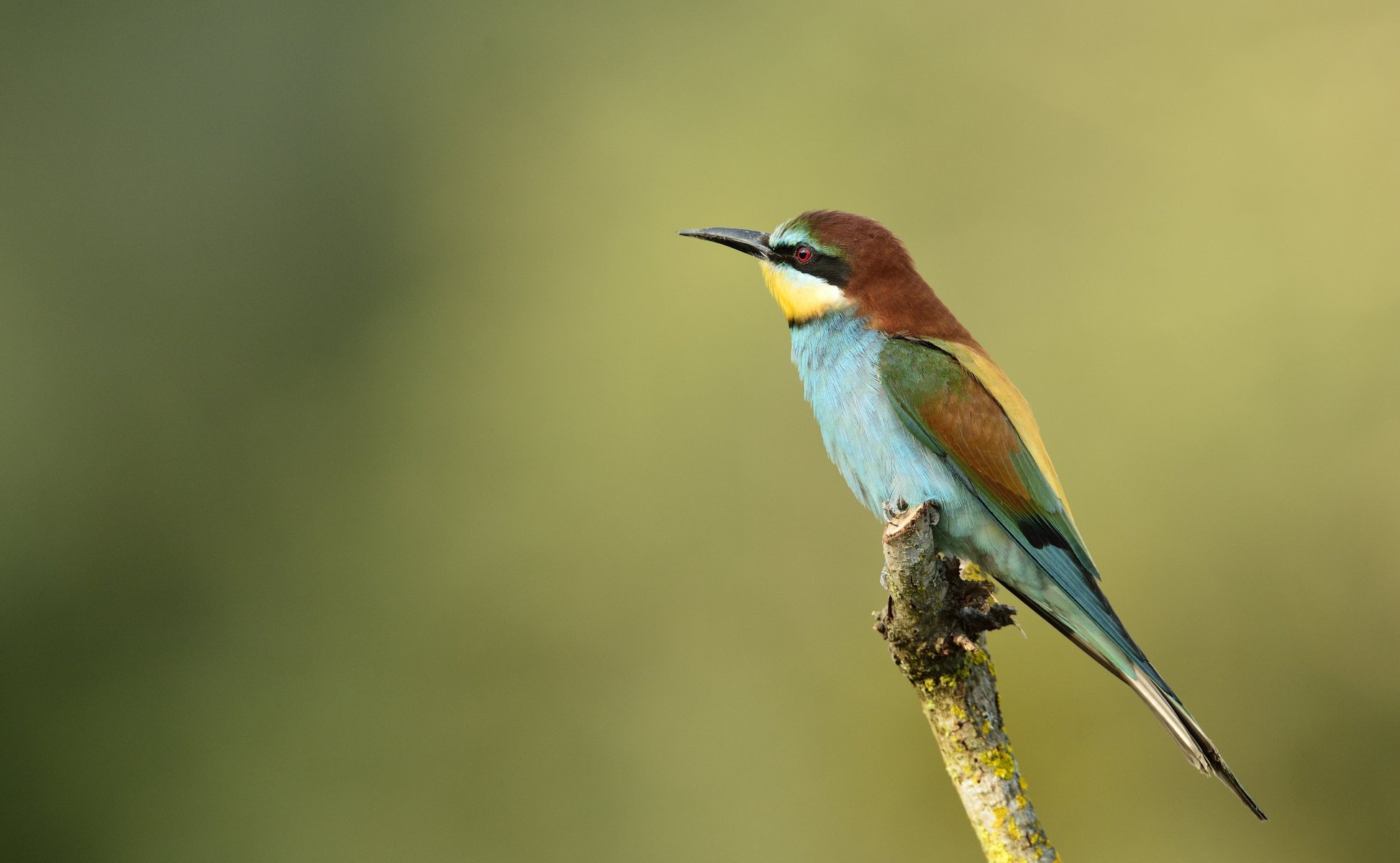 pájaro apicultor entrecerrado dorado