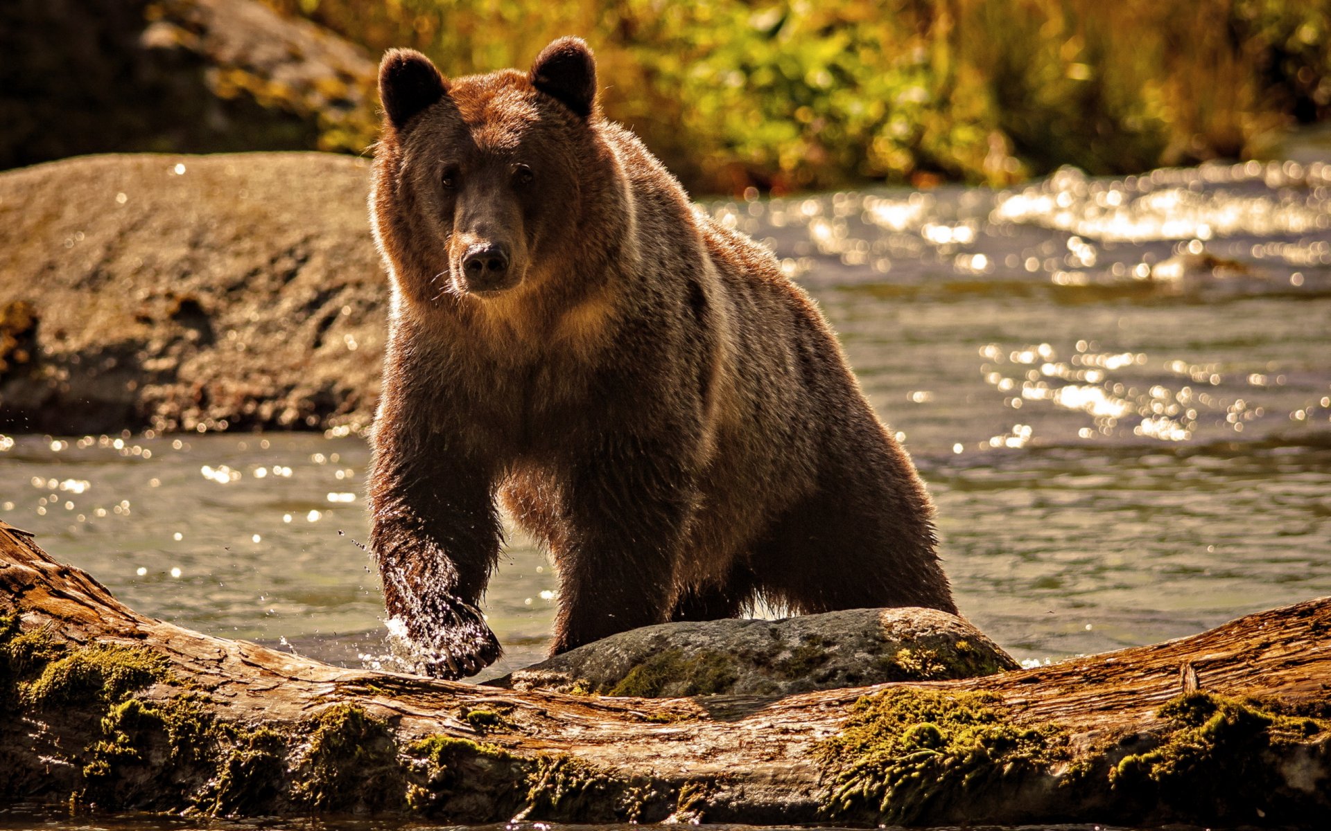 oso agua río naturaleza