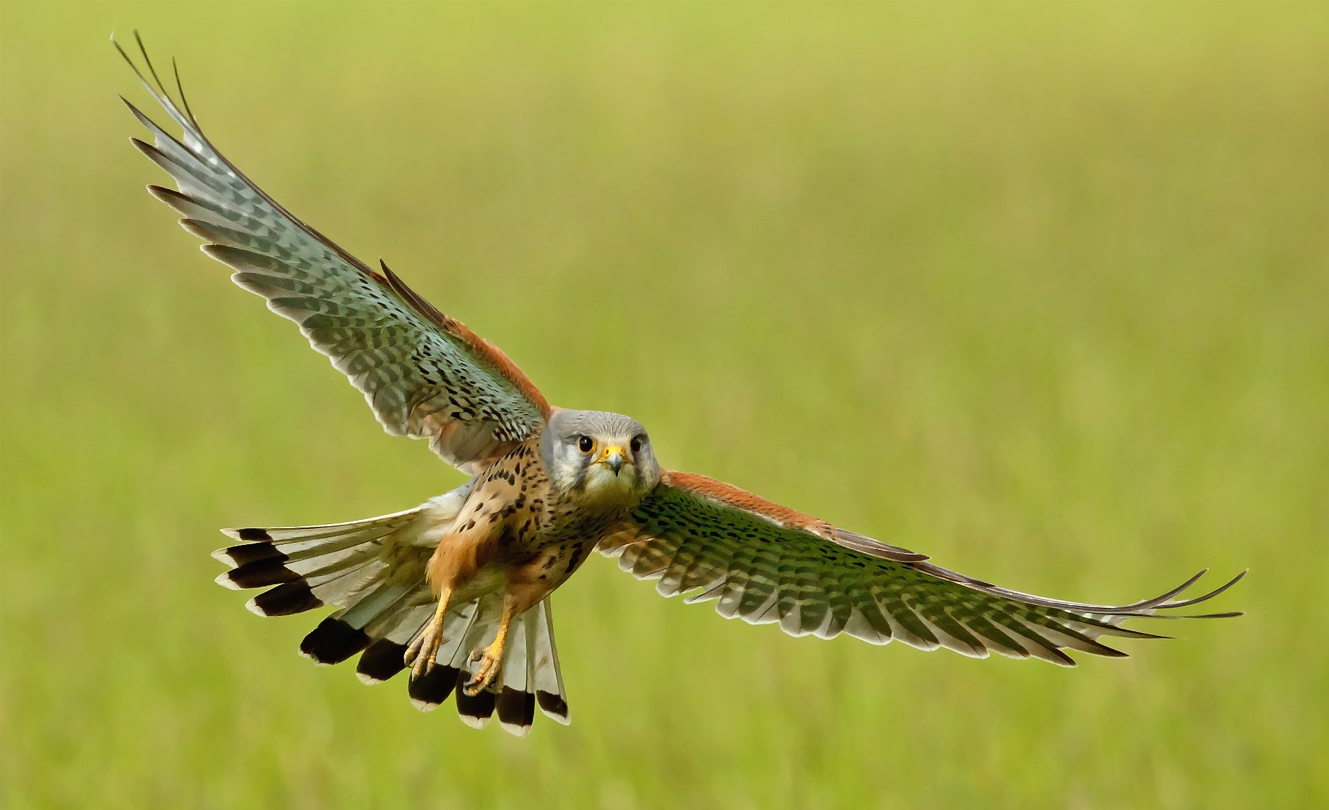 cernícalo pájaro vuelo alas aleteo