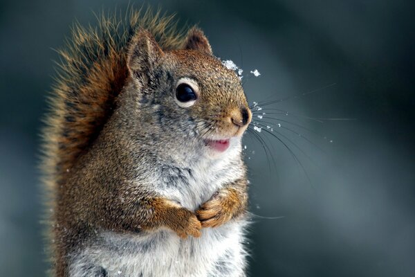 Ardilla pelirroja en copos de nieve