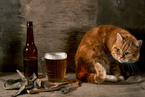 Gato pelirrojo junto a una cerveza y pescado seco
