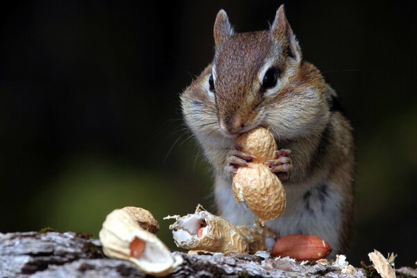 Ardilla come nueces en la naturaleza