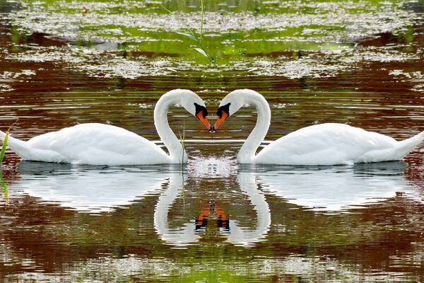 Amor hermosos cisnes en el lago