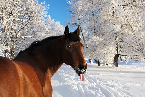 Humor equino. Lengua congelada