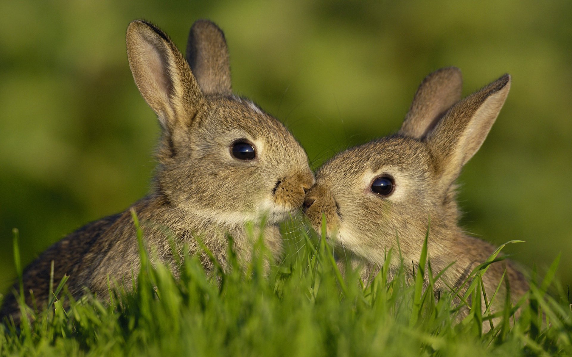 animales liebres verano hierba