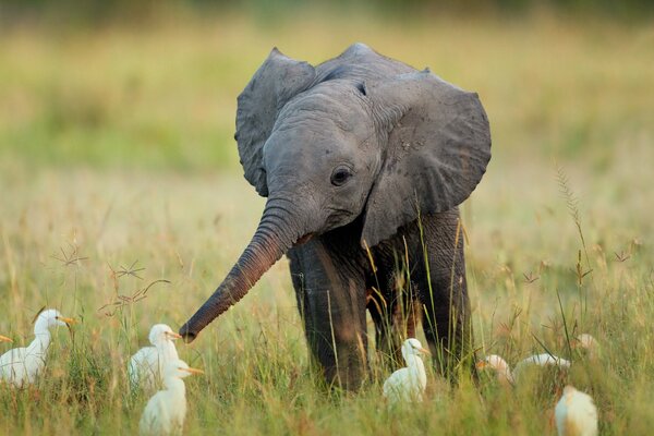 El elefante se comunica con las aves