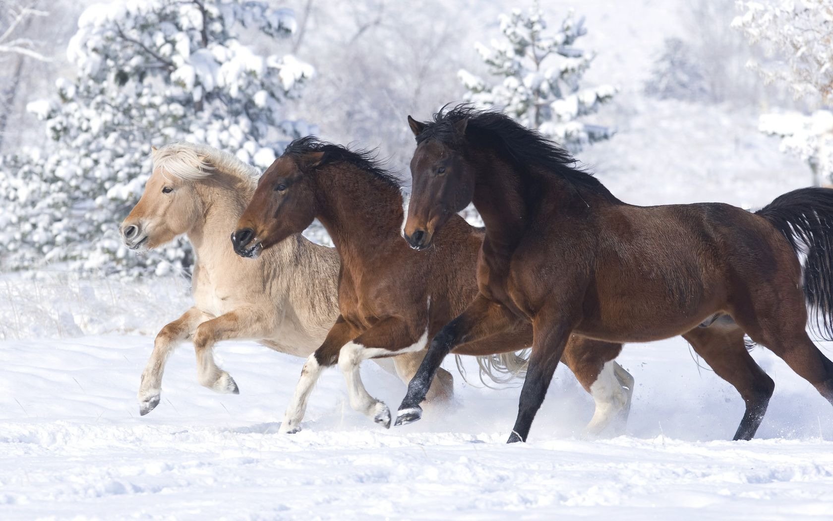 caballos caballos nieve invierno