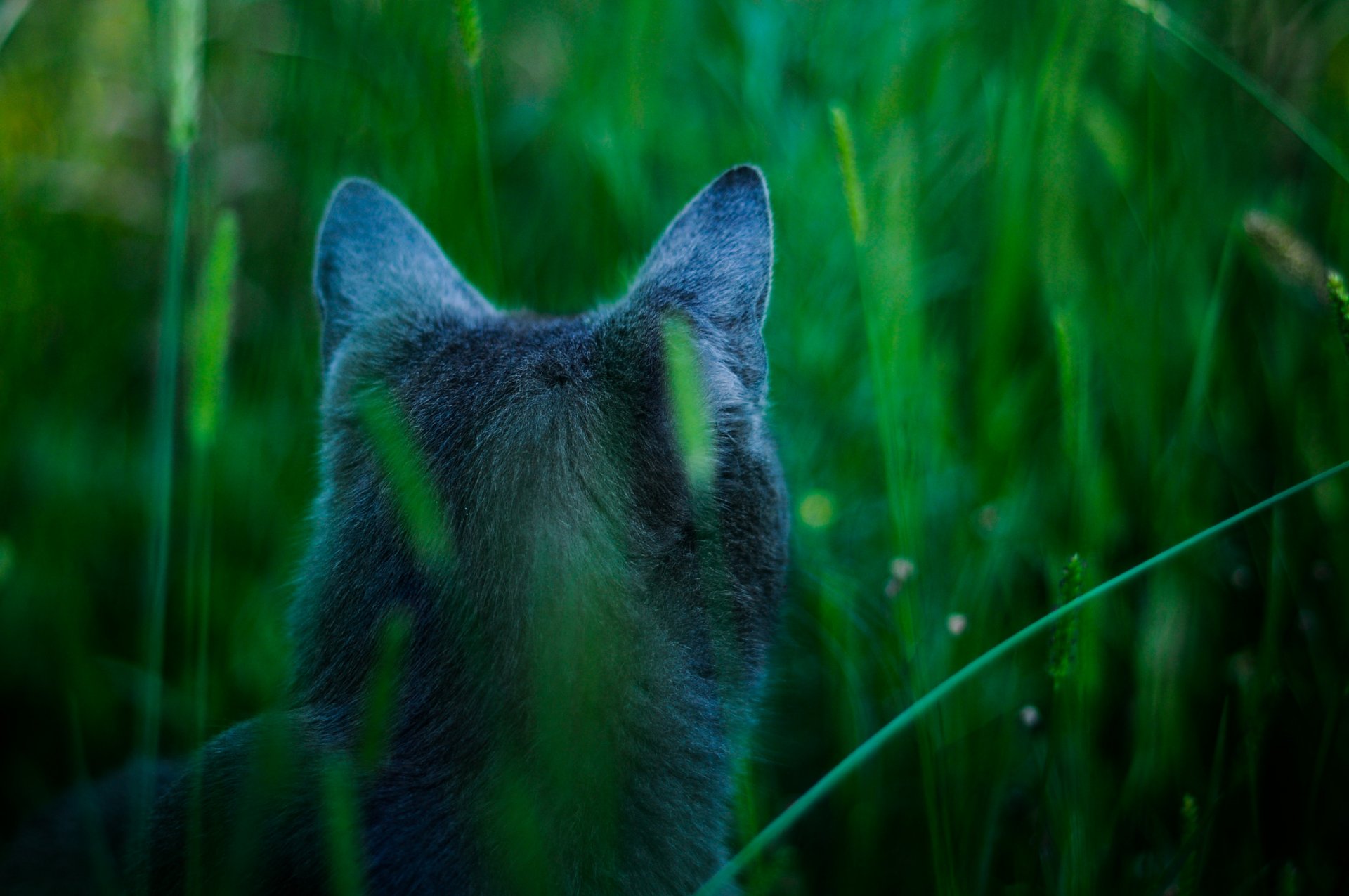 atención gato james cameron avatar azul gato caza