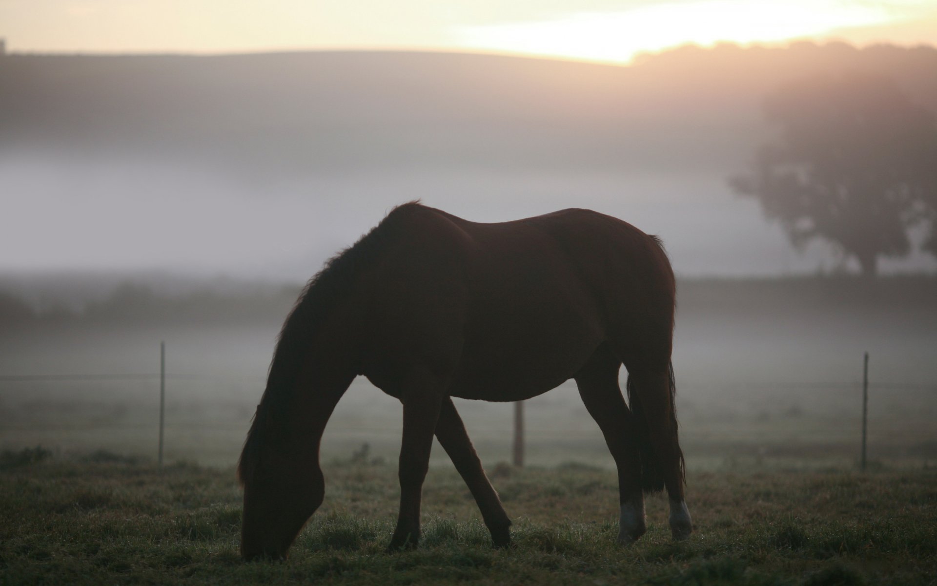 animales paisajes caballos caballos campo pasto hierba niebla mañana