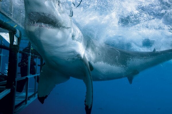 Tiburón blanco atrapado en una jaula