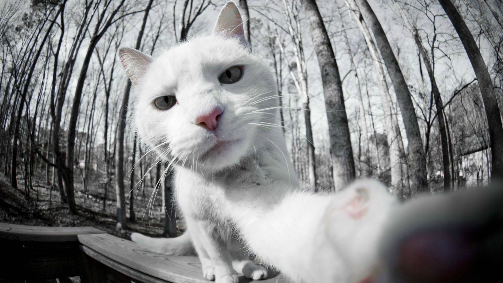 selfie gato blanco foto en la cámara
