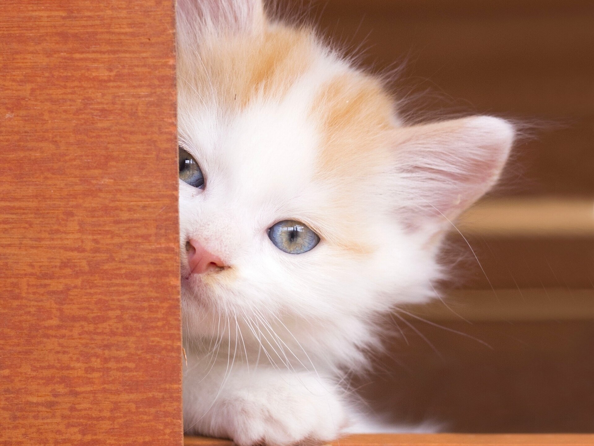 bebé ojos azules cara mirada