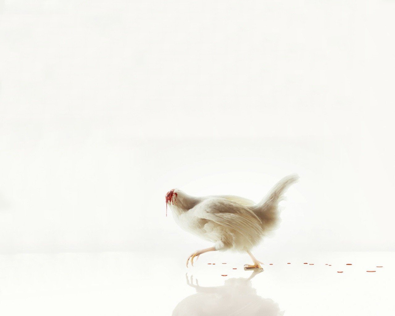 blanco pollo sin cabeza sangre