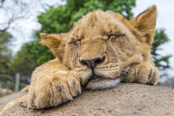 El León descansa sobre una piedra. Sueño diurno