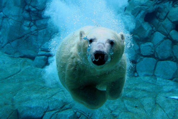 Foto de un oso bajo el agua
