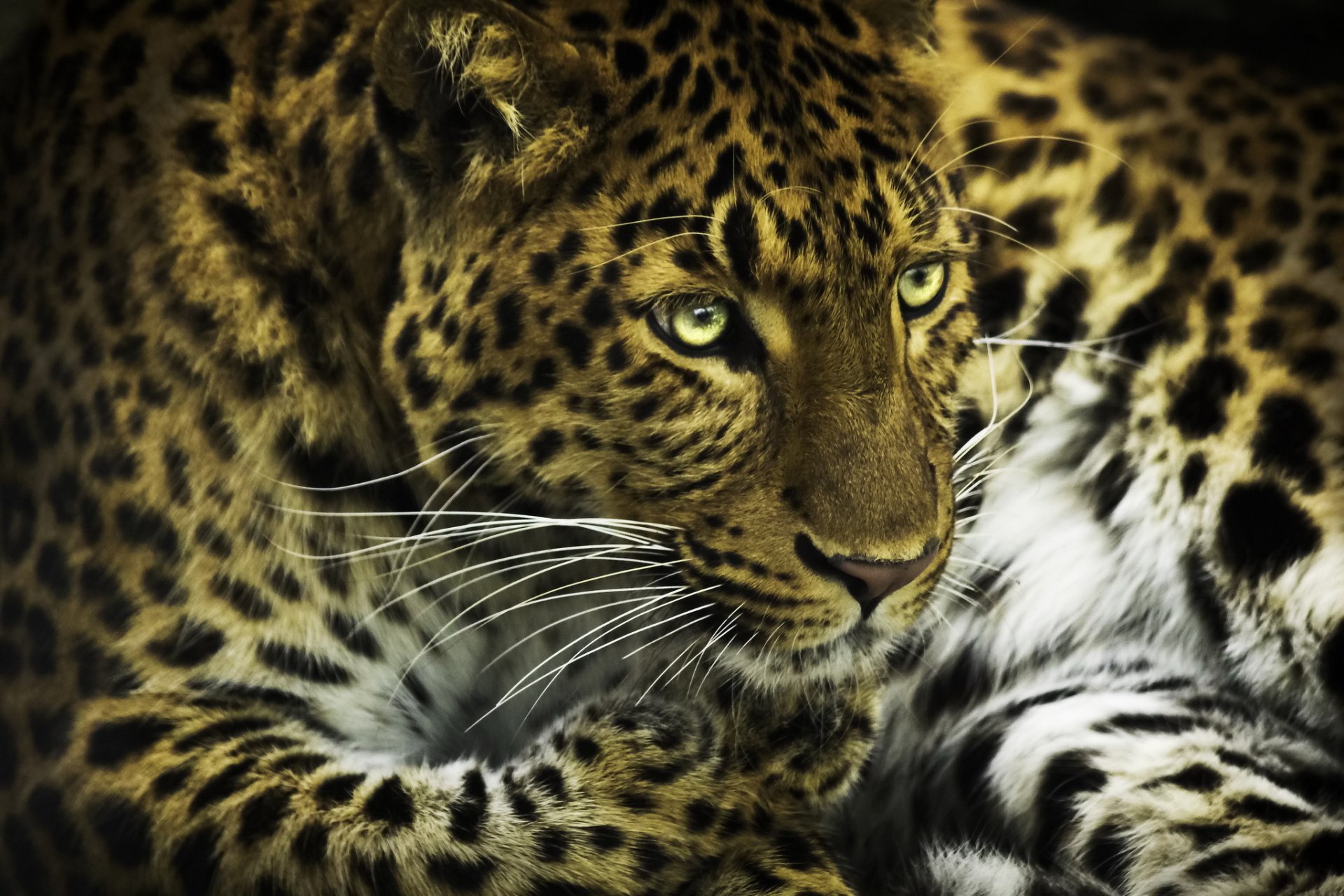 leopardo hocico patas photoshop gato depredador