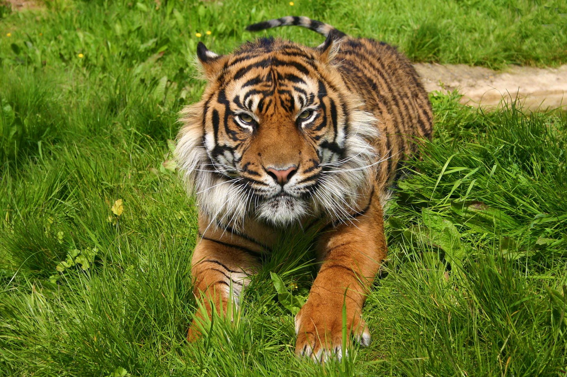 tigre hocico patas descanso depredador hierba