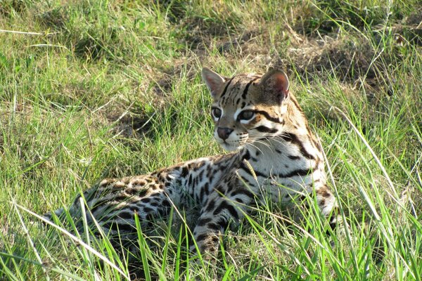 Ocelote en la hierba verde. Carnívoro. Fauna