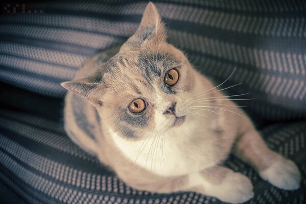 Ojos anaranjados de gato británico