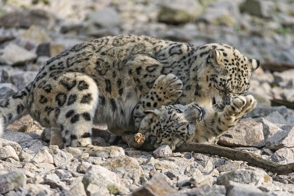Leopardo de las Nieves yace en las rocas