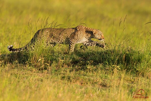 Leopardo depredador caza Sabana