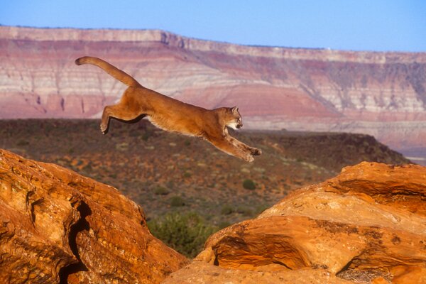 Potente salto de Puma a través de las rocas