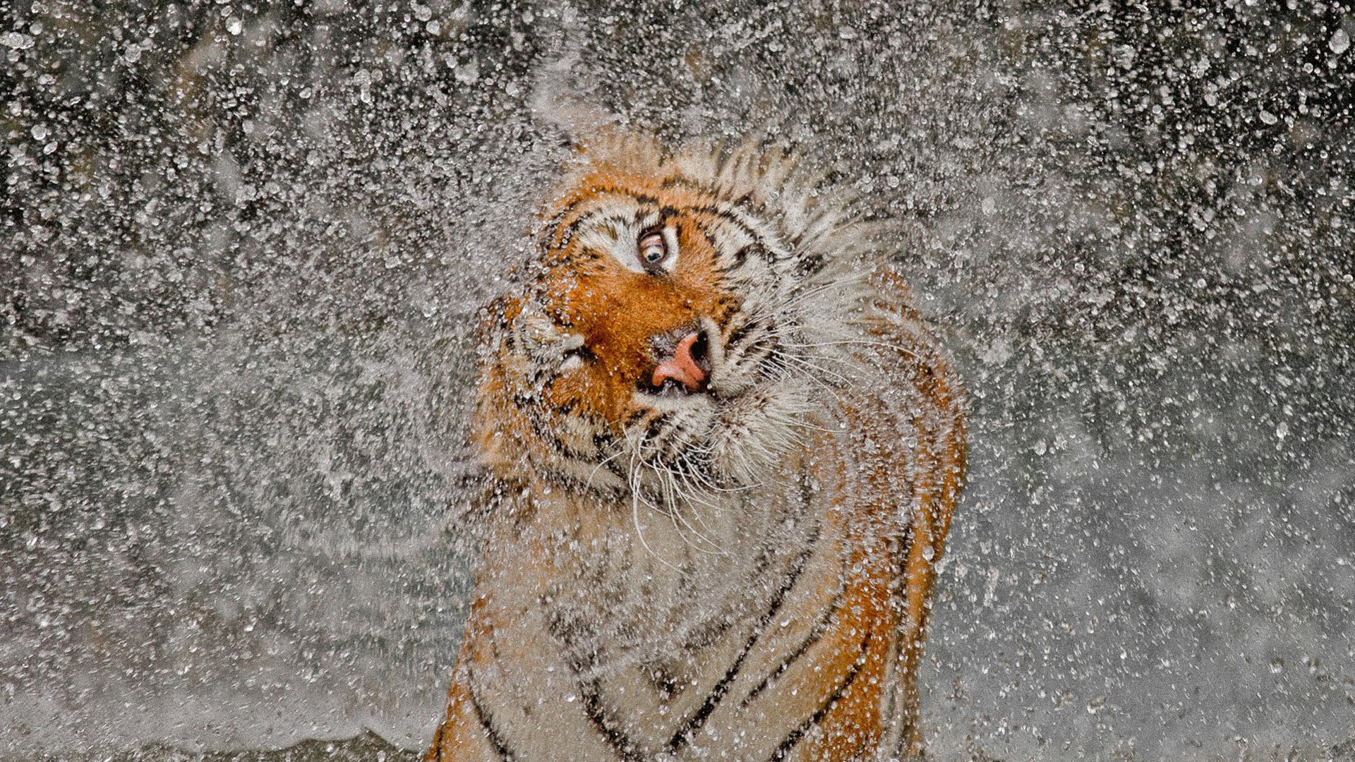 tigre hocico squirting