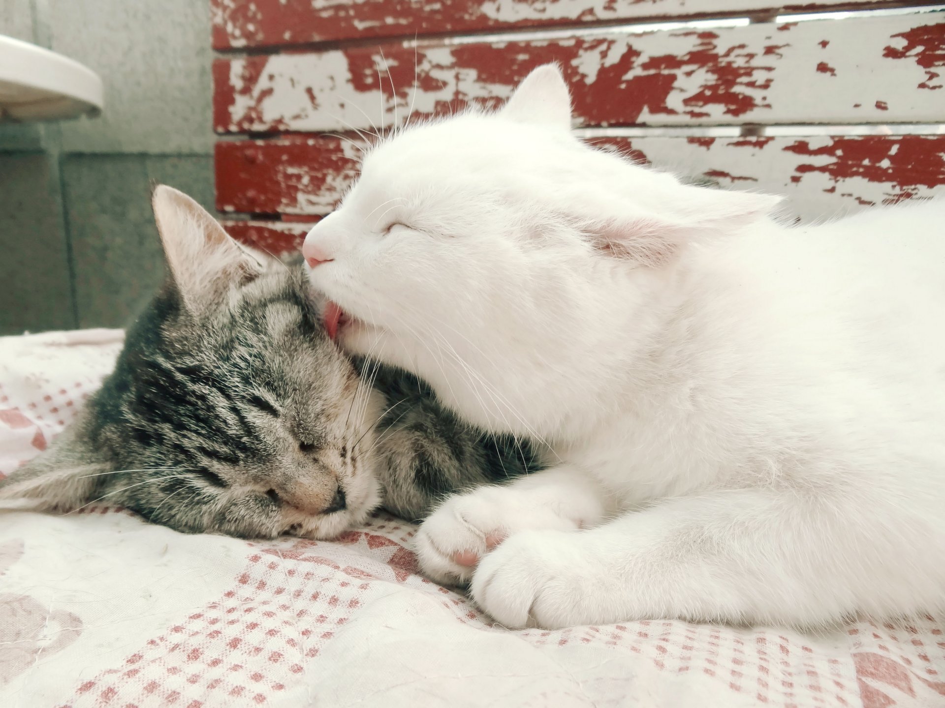 gatos blanco dos rayas mimimi