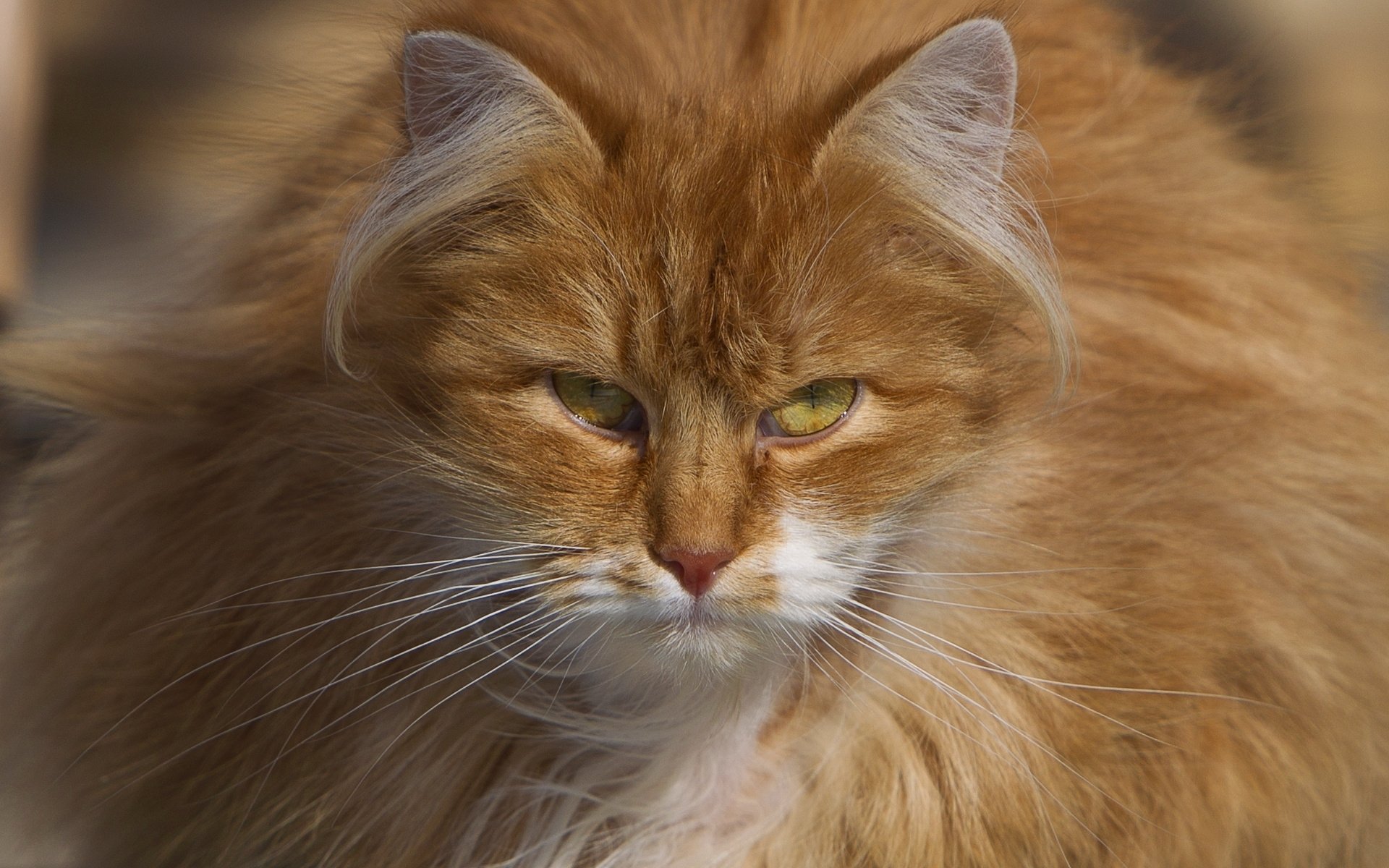 gato pelirrojo peludo mirada
