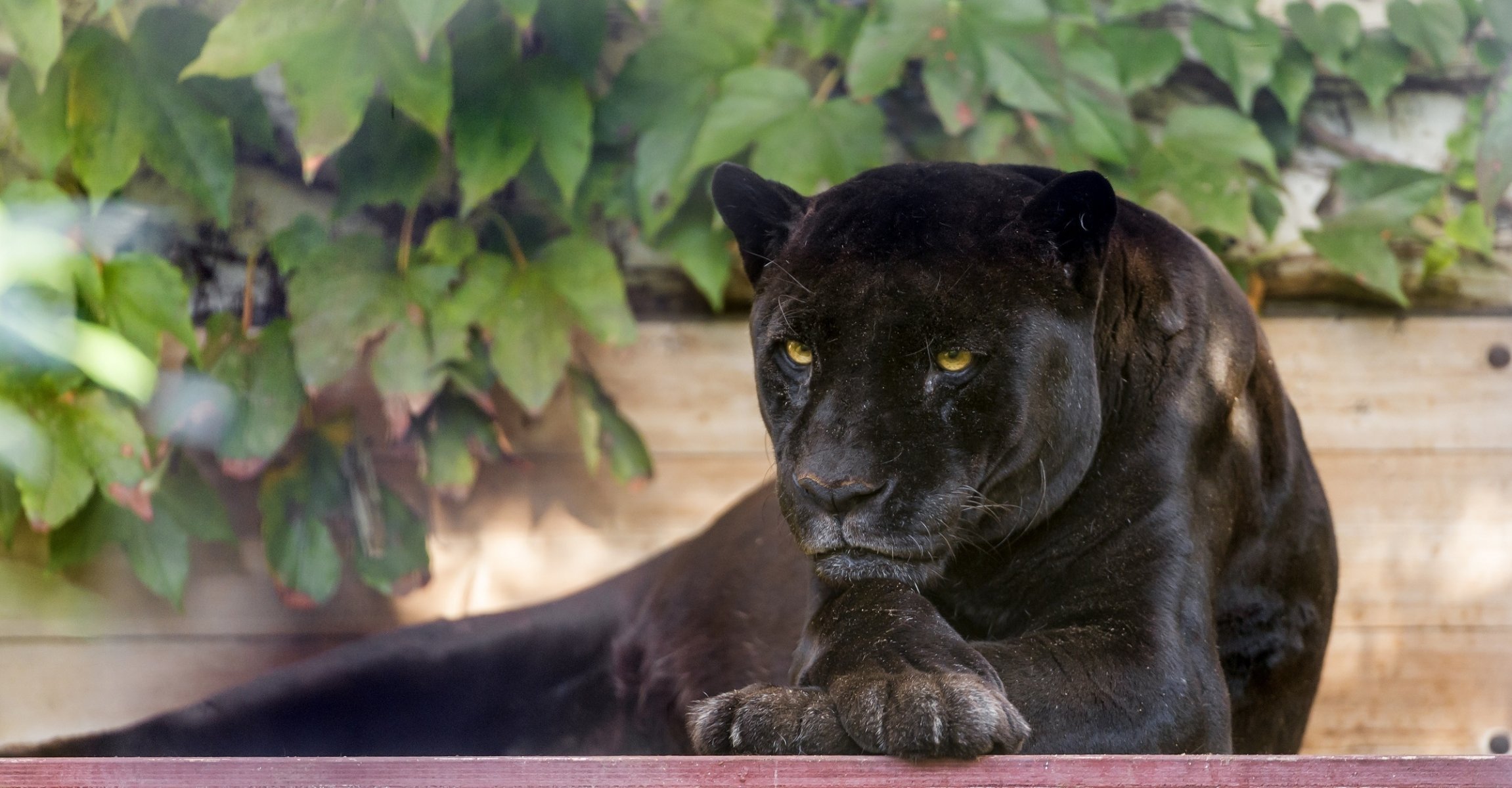 jaguar negro pantera gato salvaje depredador hocico patas follaje recreación