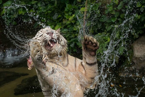 Tigre blanco bañarse en el agua