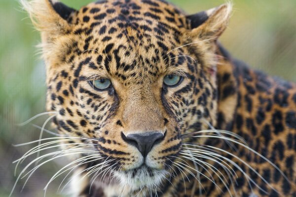 El leopardo tiene un color brillante y un bigote largo