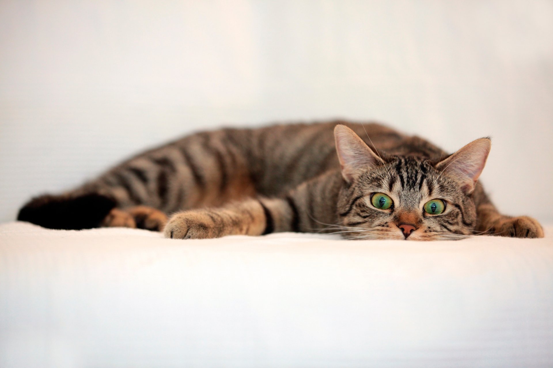gato rayas mirada