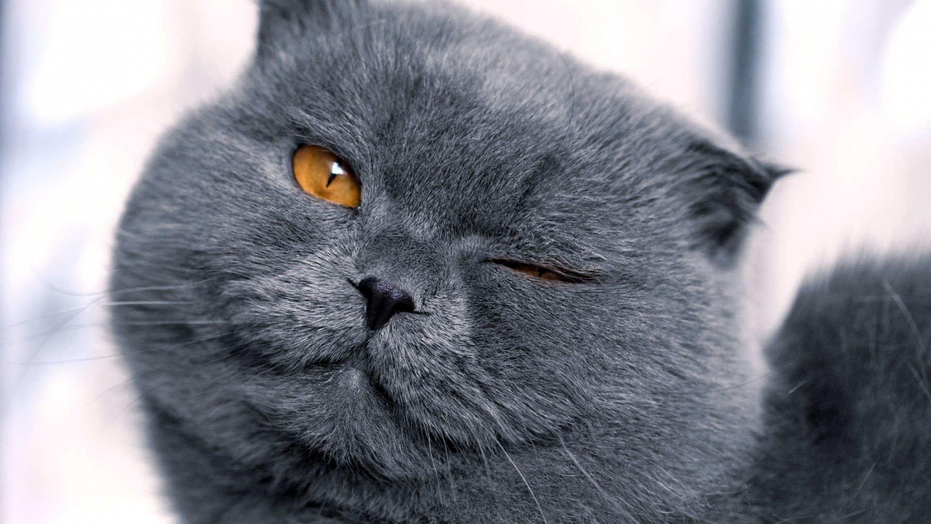 gato gris hocico
