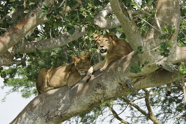 Un par de leonas yacen en un árbol