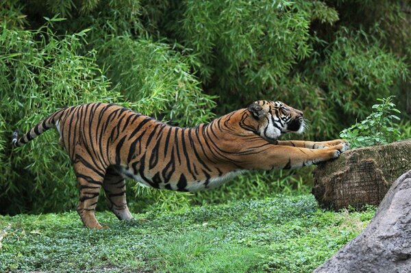 Tigre en el claro hace calentamiento
