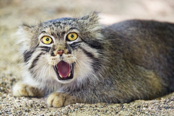 Gato Sizzling depredador manul