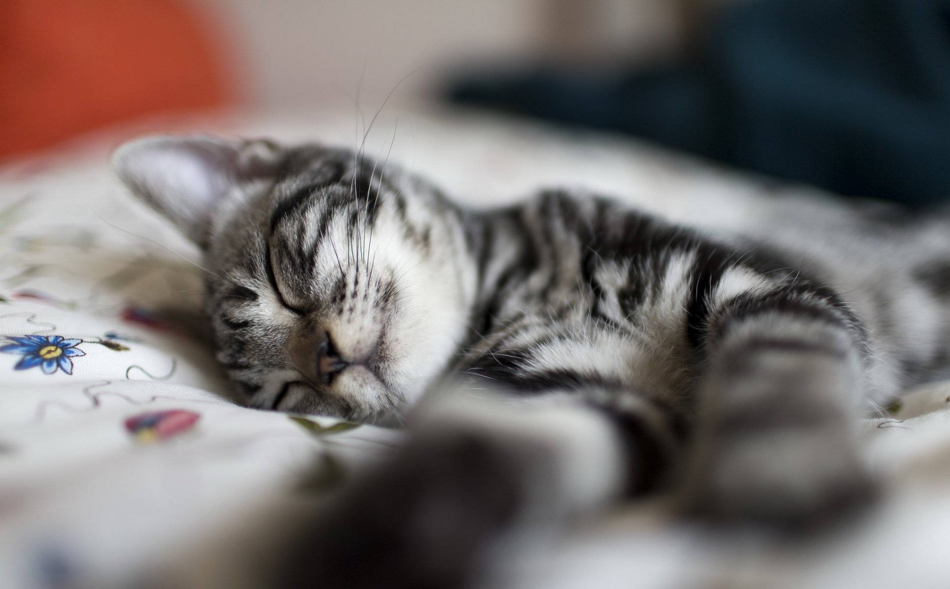 gato gatito rayas gris sueño siesta descanso